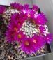 Preview: Mammillaria hernandezii